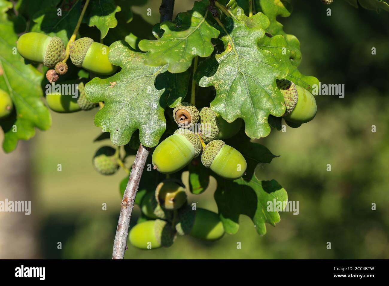 Tree branch with leaves cutout hi-res stock photography and images - Alamy