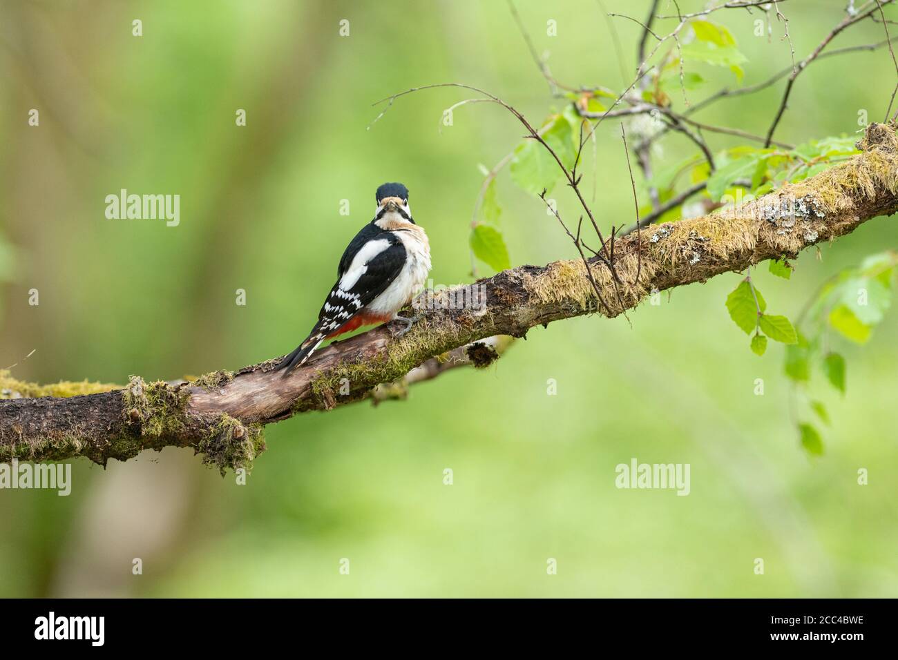 Male Great Spotted Woodpecker (Dendrocopos major) perched on branch Stock Photo