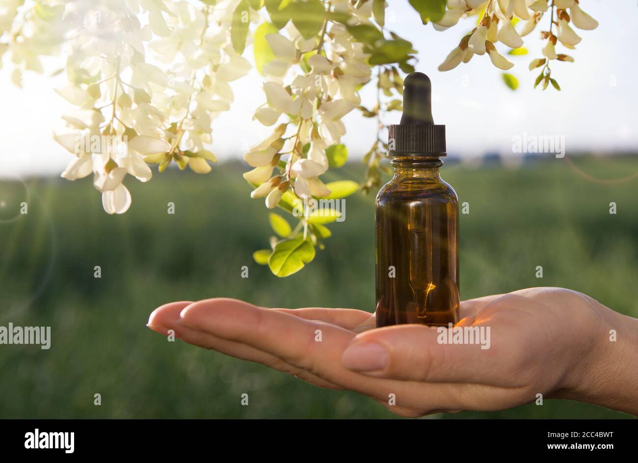 Natural scent of acacia flowers bottle in your hand Stock Photo Alamy