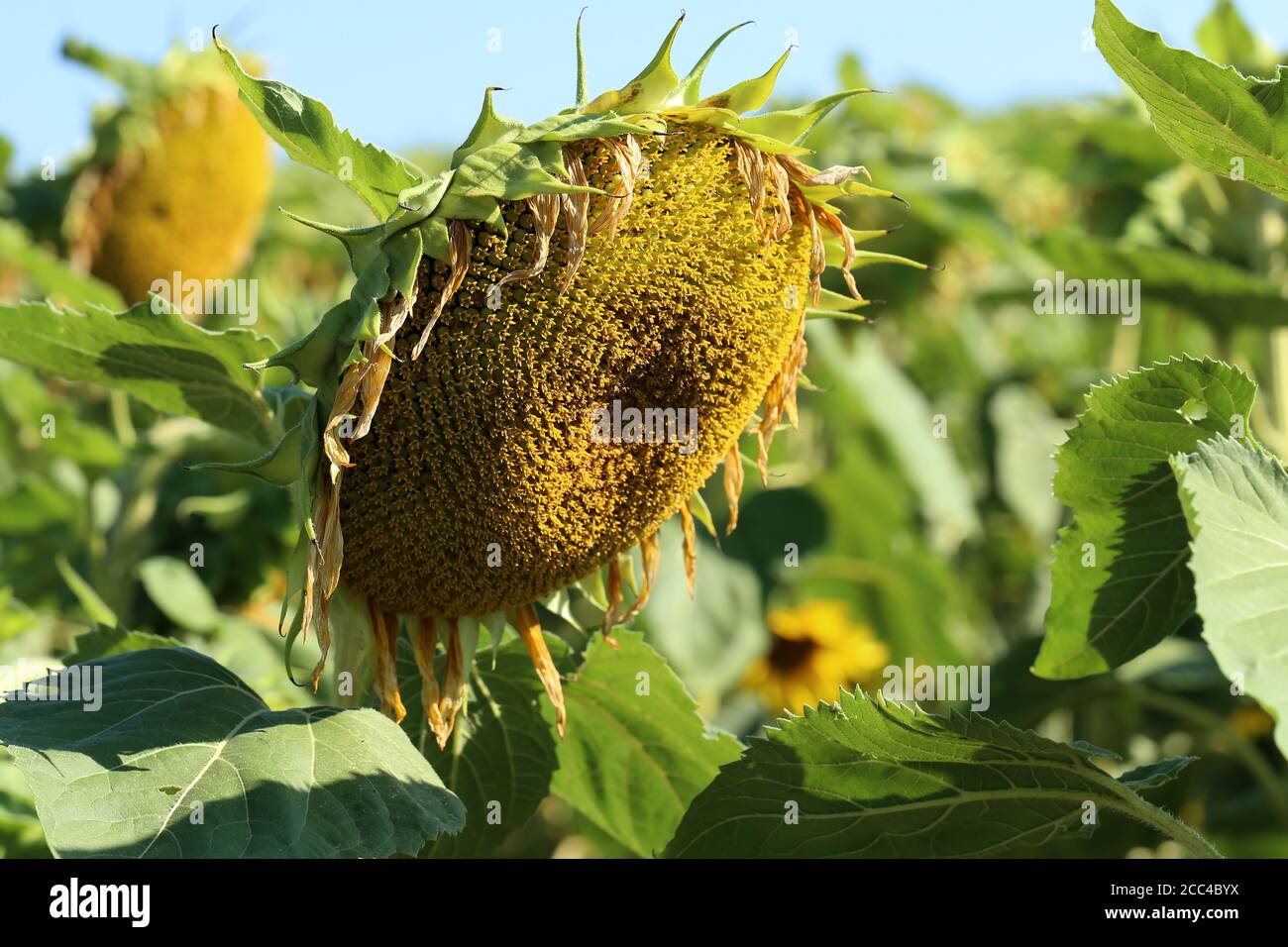 Yellow sunflower in a field on a green background Stock Photo - Alamy