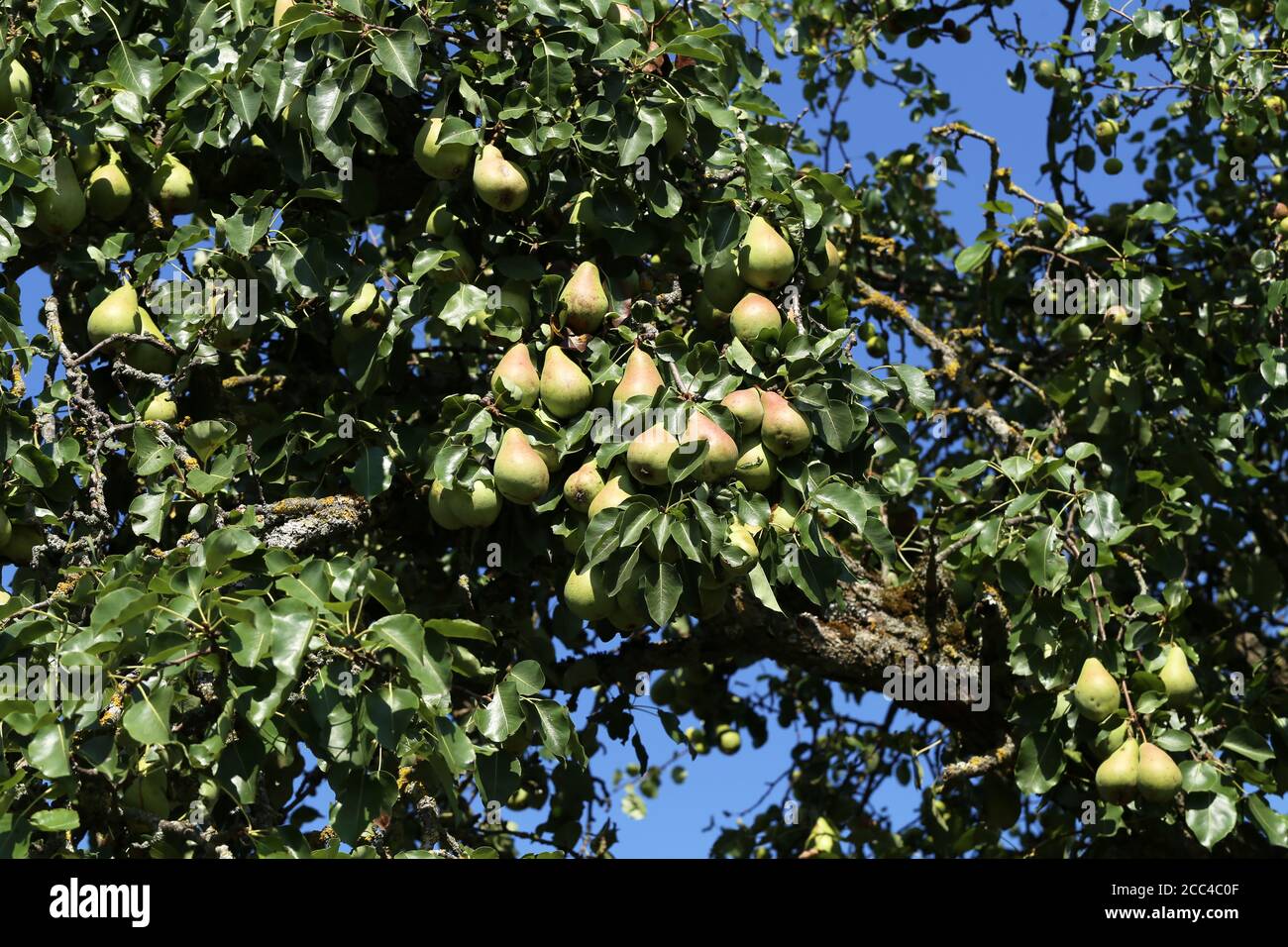 Pears natural form hi-res stock photography and images - Alamy