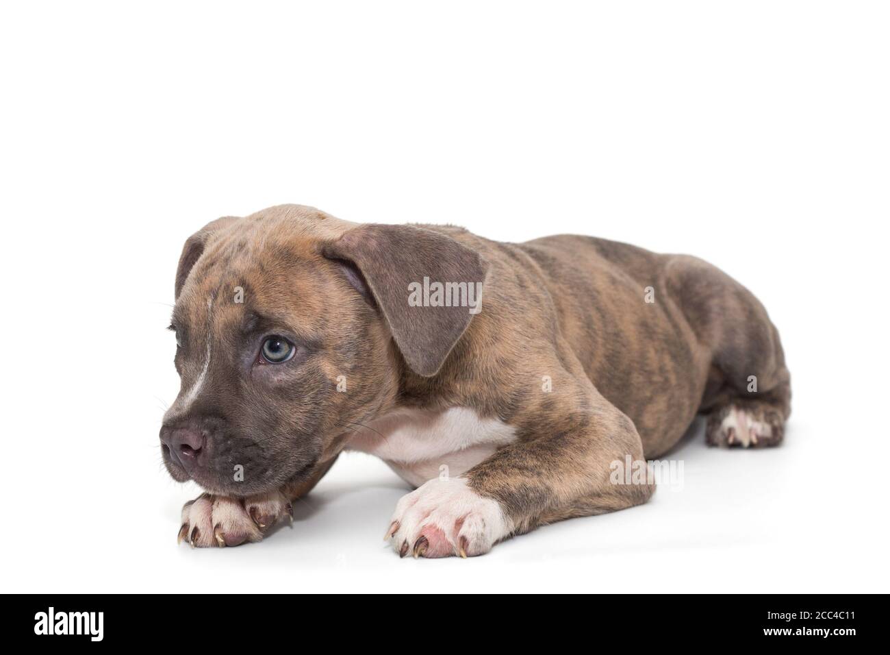 american bully small