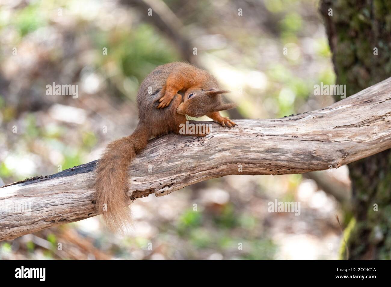 Red squirrel (Scuirus vulgaris) scratching hip Stock Photo
