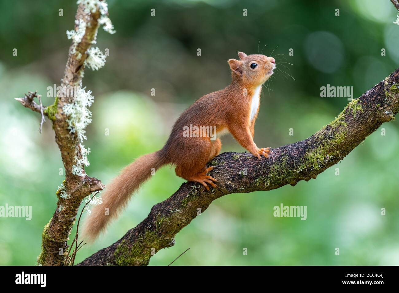 Red squirrel kitten hi-res stock photography and images - Alamy Red squirrel kitten hi-res stock photography and images - Alamy