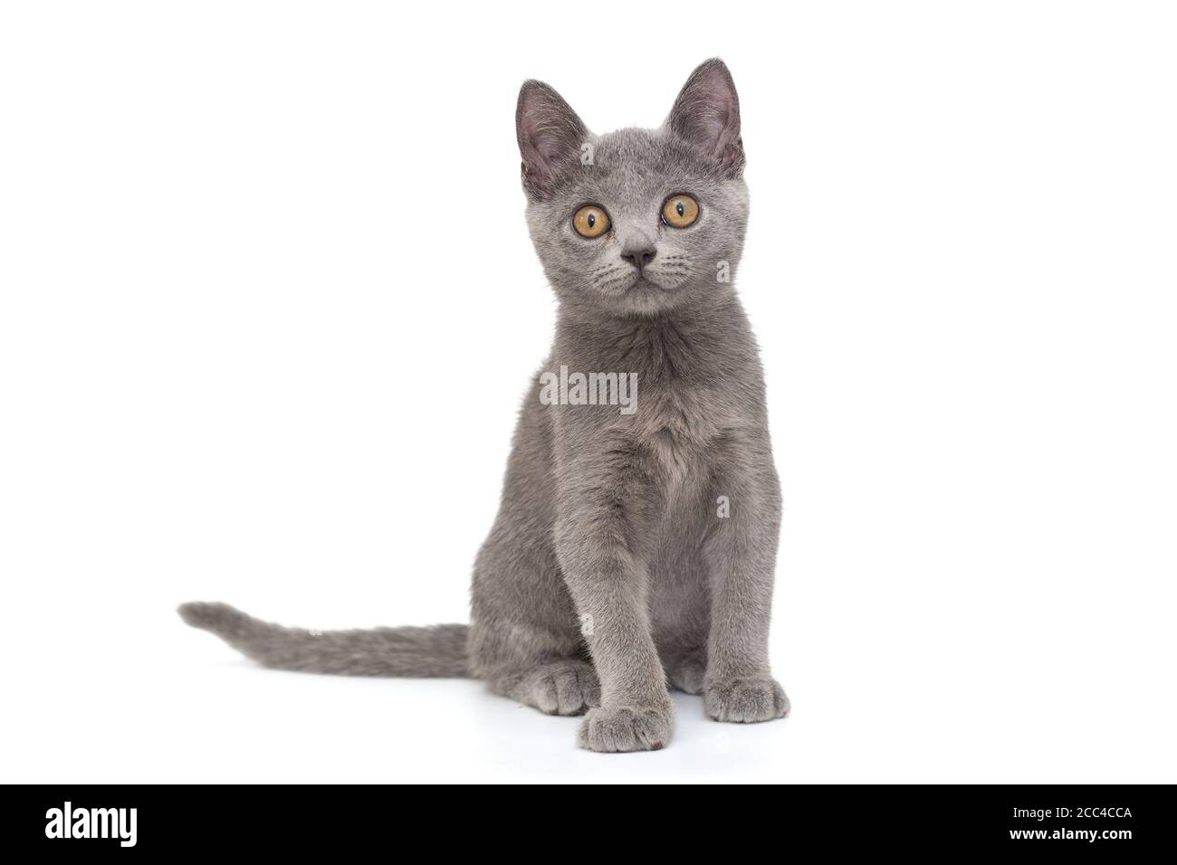 Colorpoint russian cheap blue