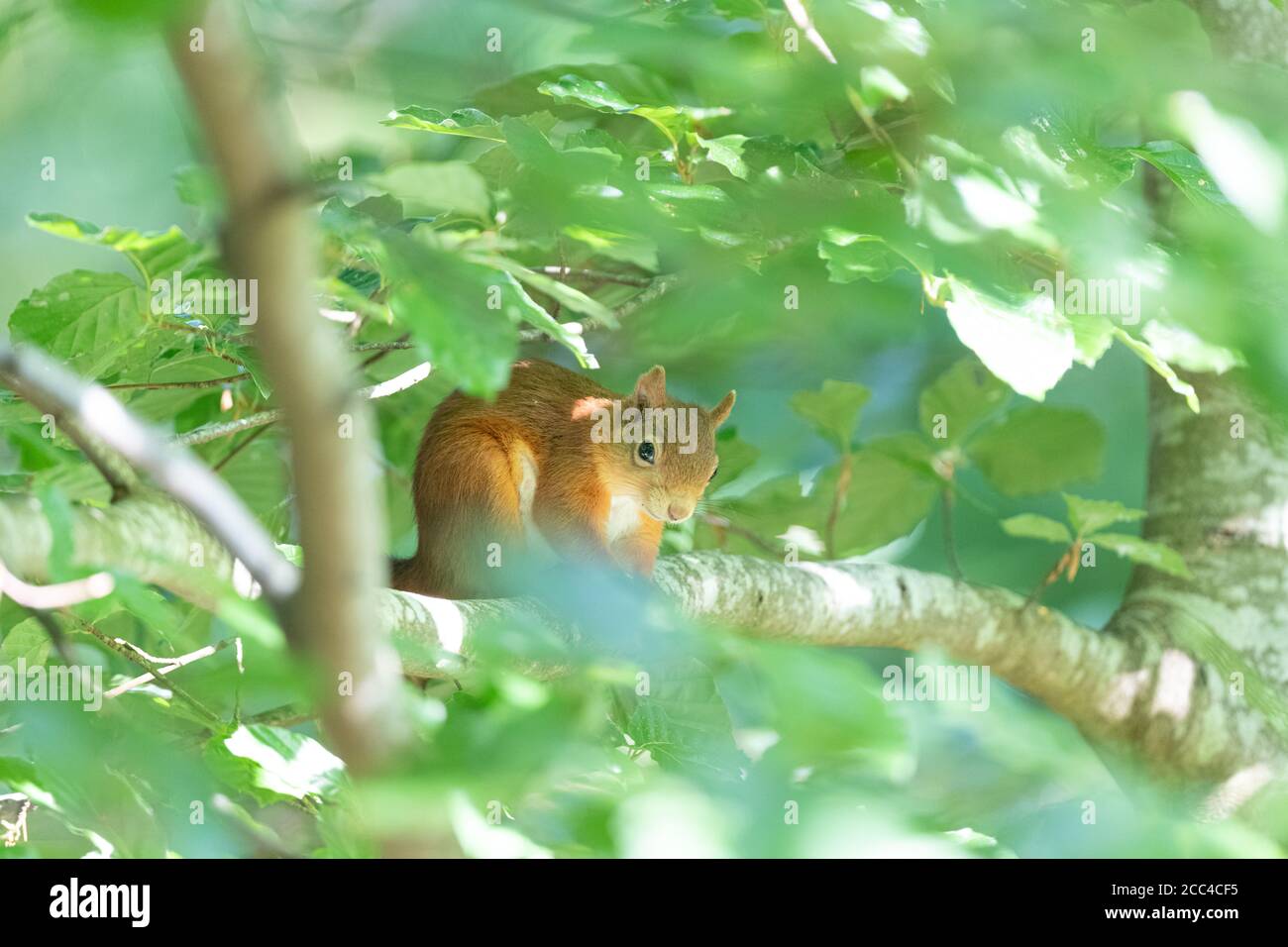 Red Squirrel (Scuirus vulagaris) sitting on branch in beech tree peaking through the leaves Stock Photo