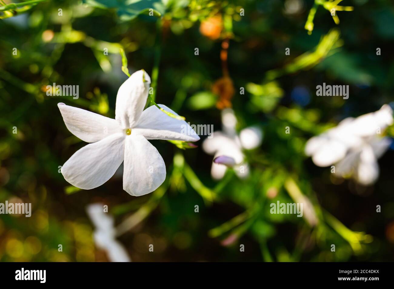 A white jasmine flower, Jasminum, blooming during the summer. Stock Photo