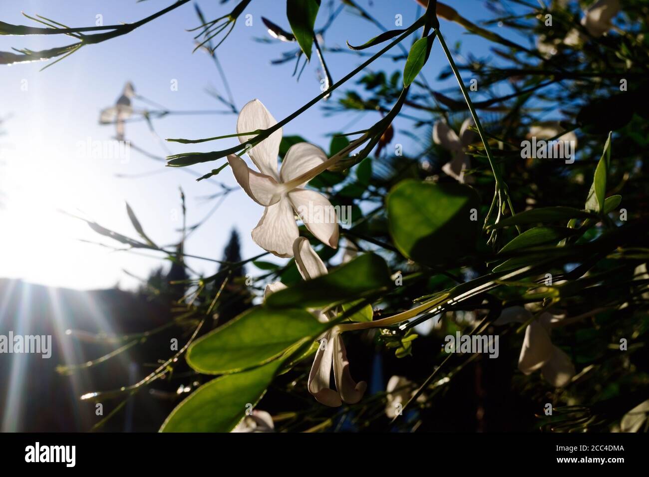 A white jasmine flower, Jasminum, blooming during the summer. Stock Photo