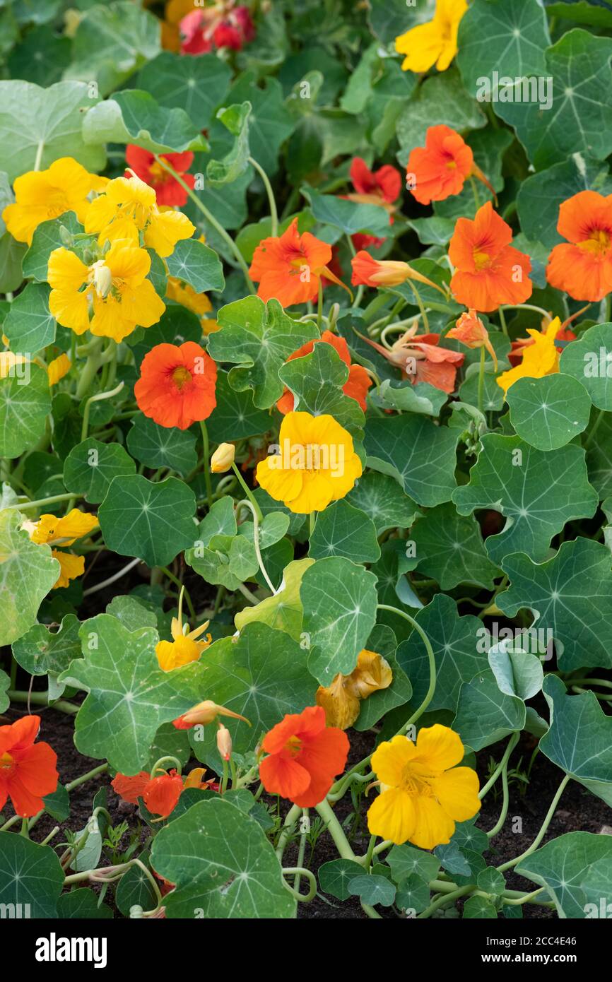 Long spurred flowers hires stock photography and images Alamy