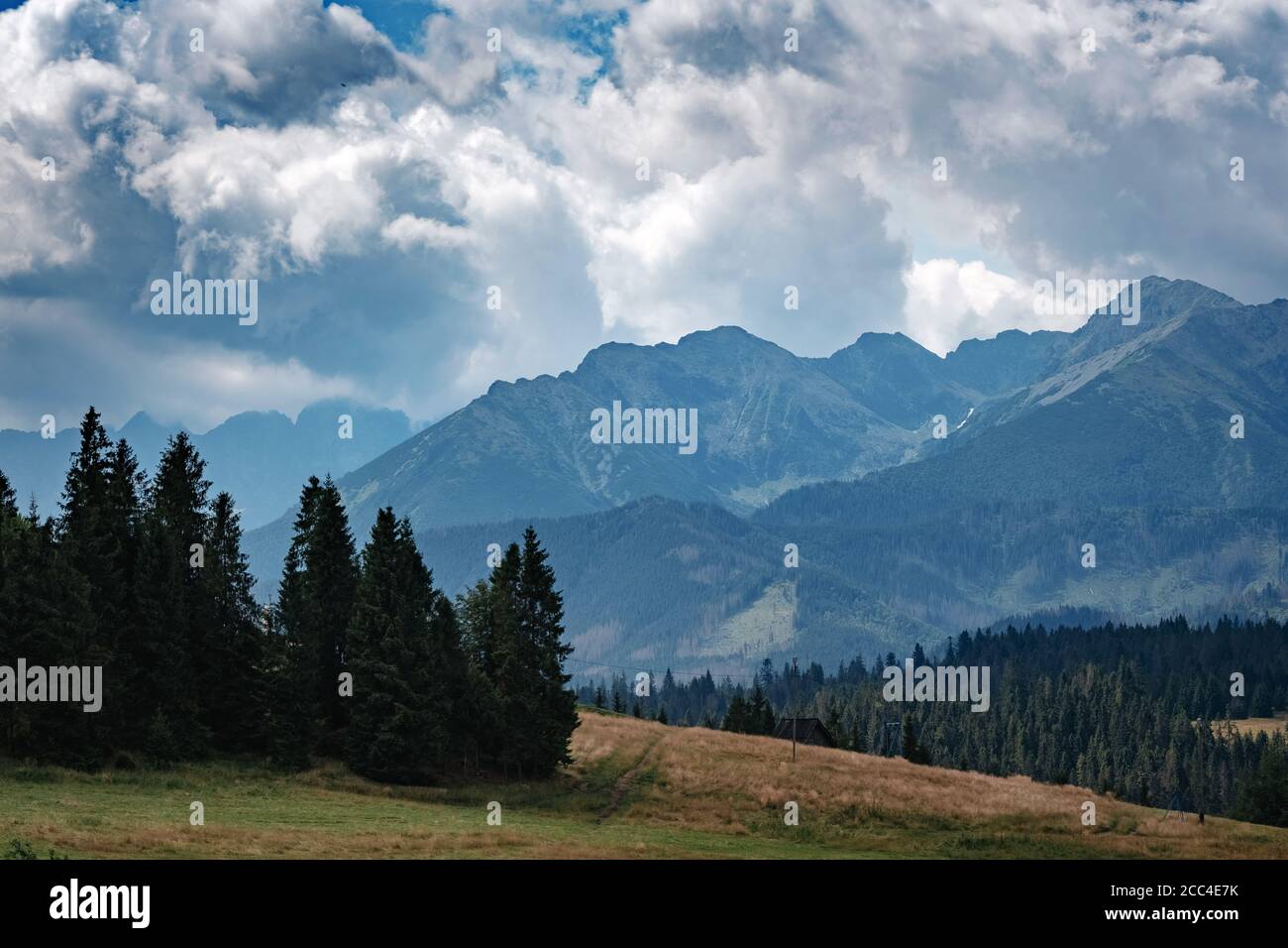 Forested mountain slope in low lying cloud with the evergreen conifers ...