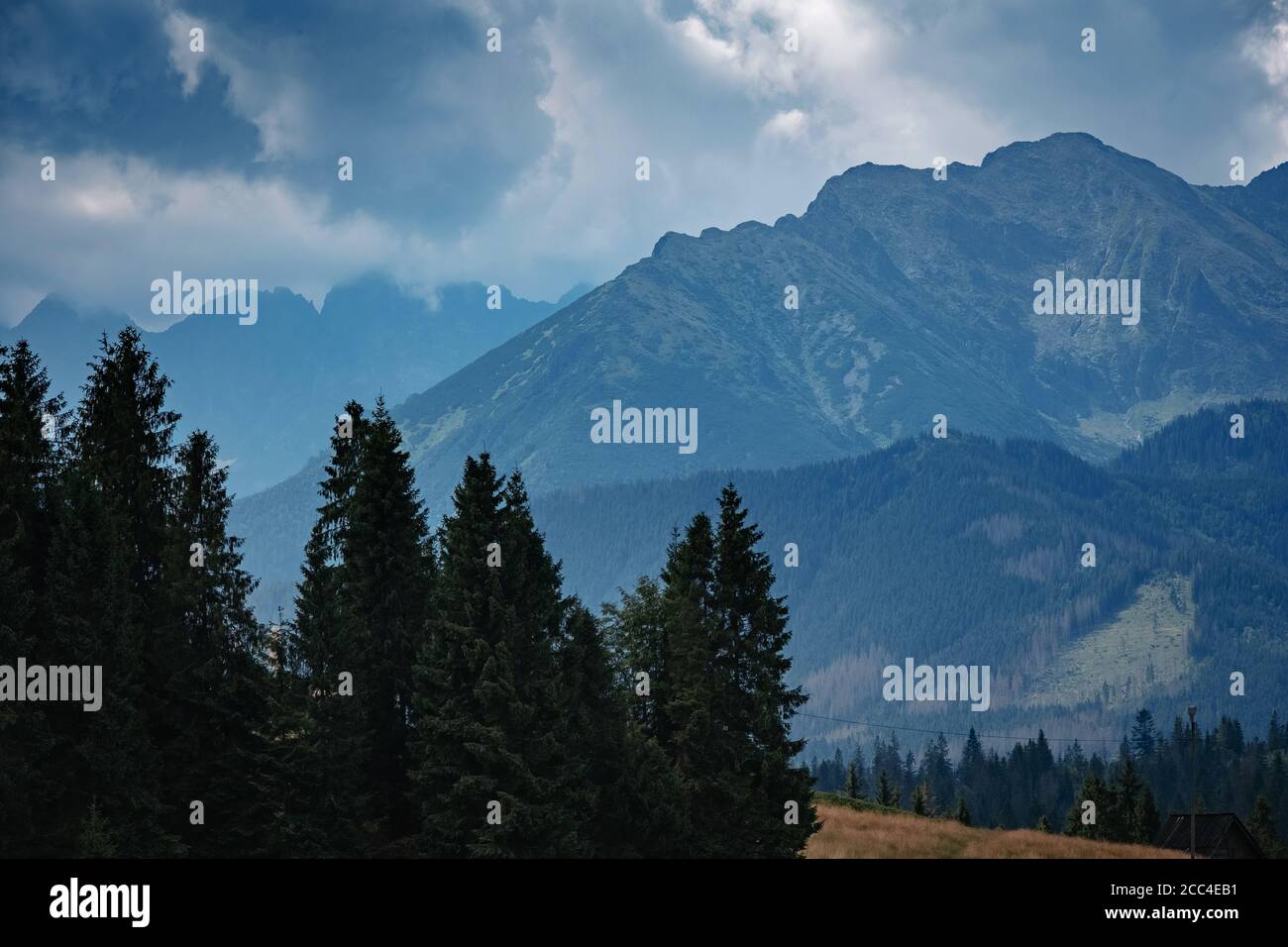 Forested mountain slope in low lying cloud with the evergreen conifers ...