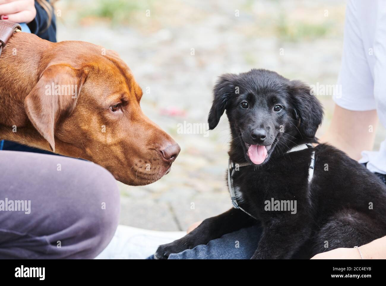How Long Is A Week In Dog Time