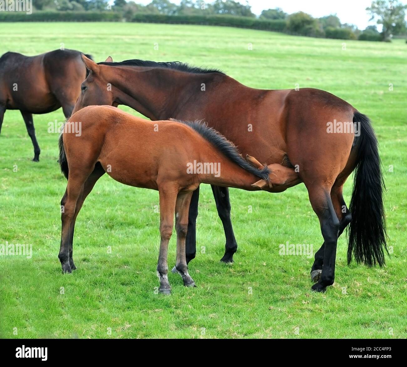 Mares with Foal feeding Equine Horses Stock Photo