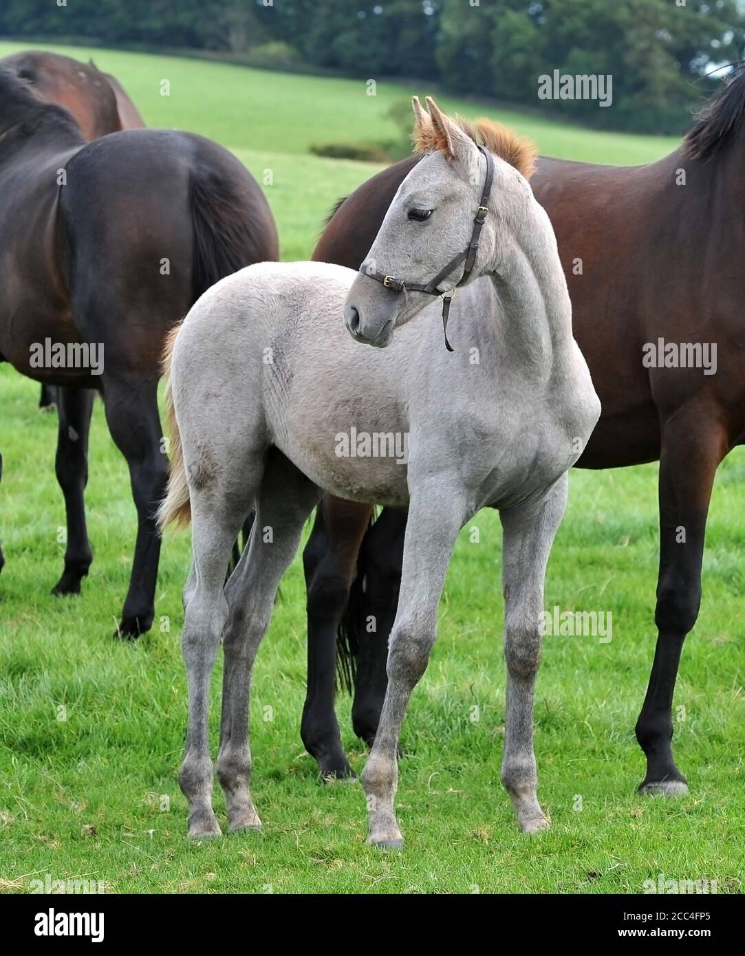 Foal Equine Horses Stock Photo Alamy