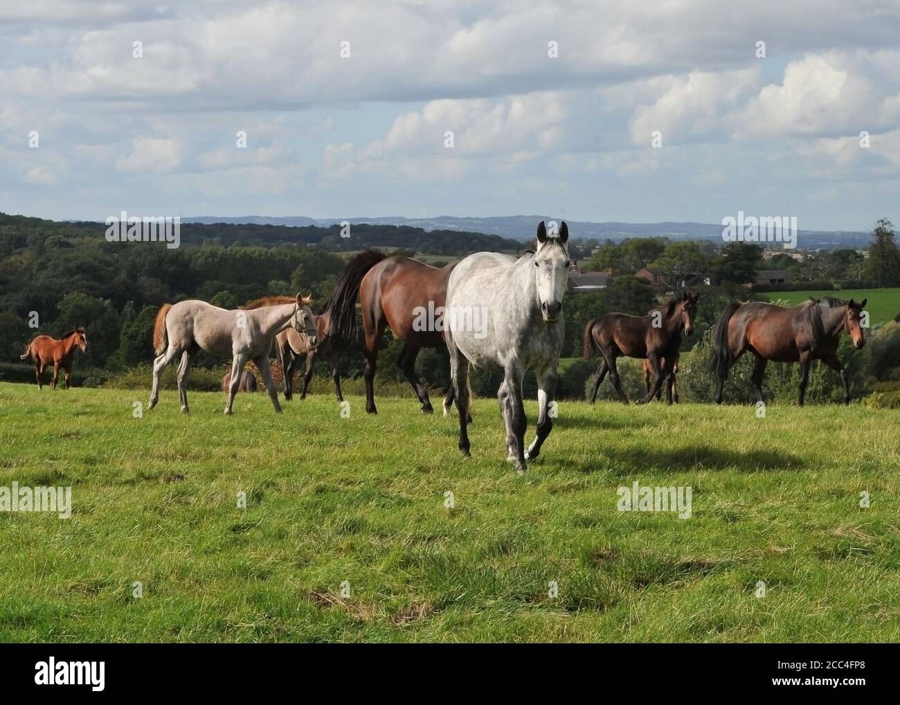 Mares and foals Equine Horses Stock Photo