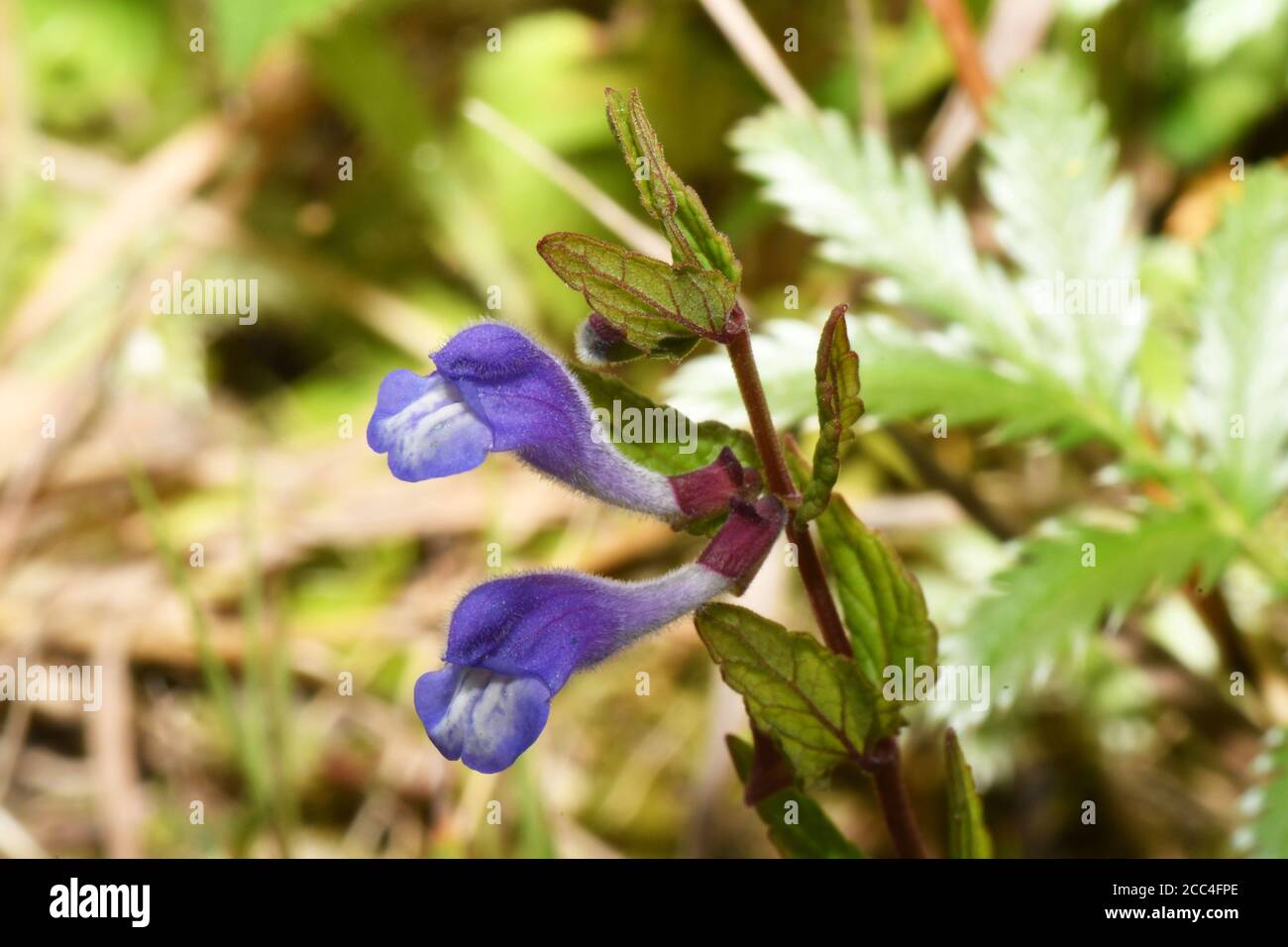 Common Skullcap 'Scutellaria galericulata' with bright blue flowers found on damp ground such as marshes, fens, riverbanks and pond margins.Flowers Ju Stock Photo