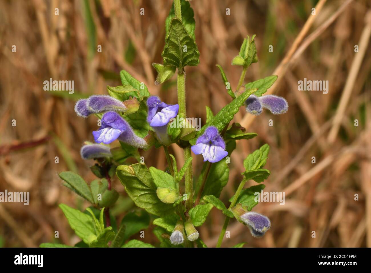 Common Skullcap 'Scutellaria galericulata' with bright blue flowers found on damp ground such as marshes, fens, riverbanks and pond margins.Flowers Ju Stock Photo