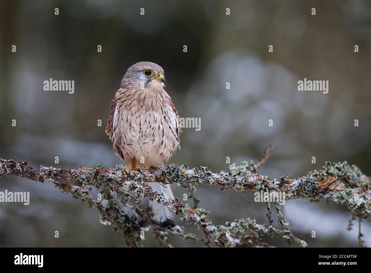 Turmfalke - Maennchen, Falco tinnunculus, common kestrel - male Stock Photo