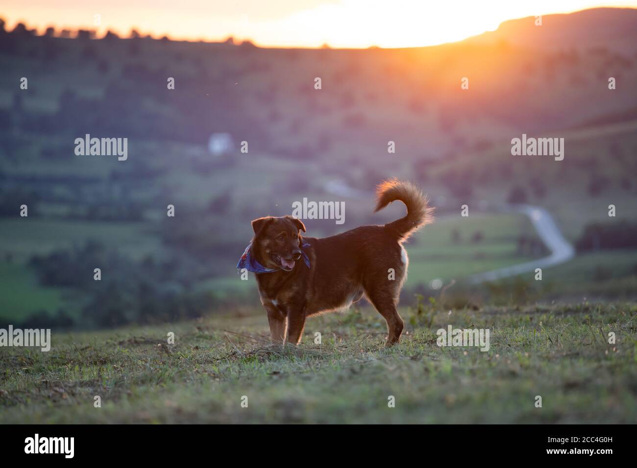 Dog in summer meadow in beautiful sunset light Stock Photo - Alamy