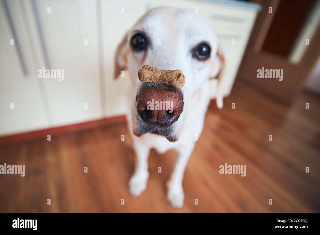 Funny labrador retriever balancing dog biscuit with bone shape on his