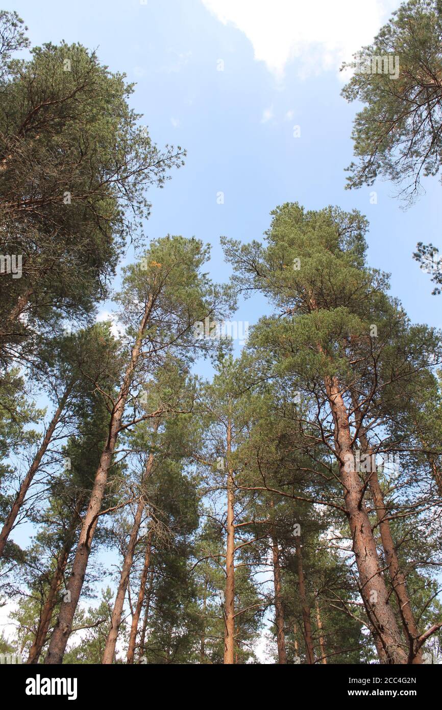pine trees looking up to blue sky with copy space Stock Photo - Alamy