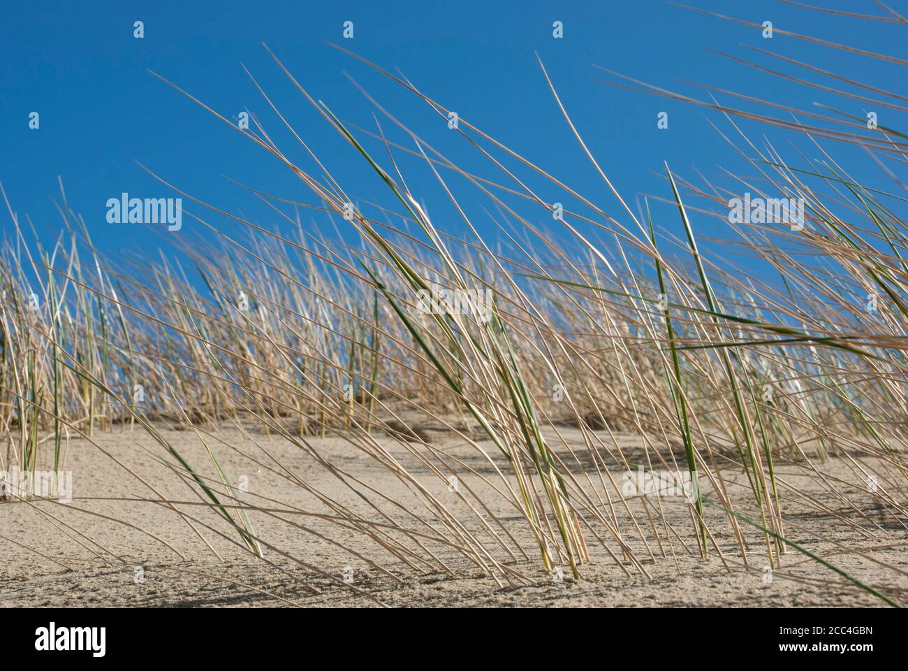 Grass grows in the sand Stock Photo Alamy
