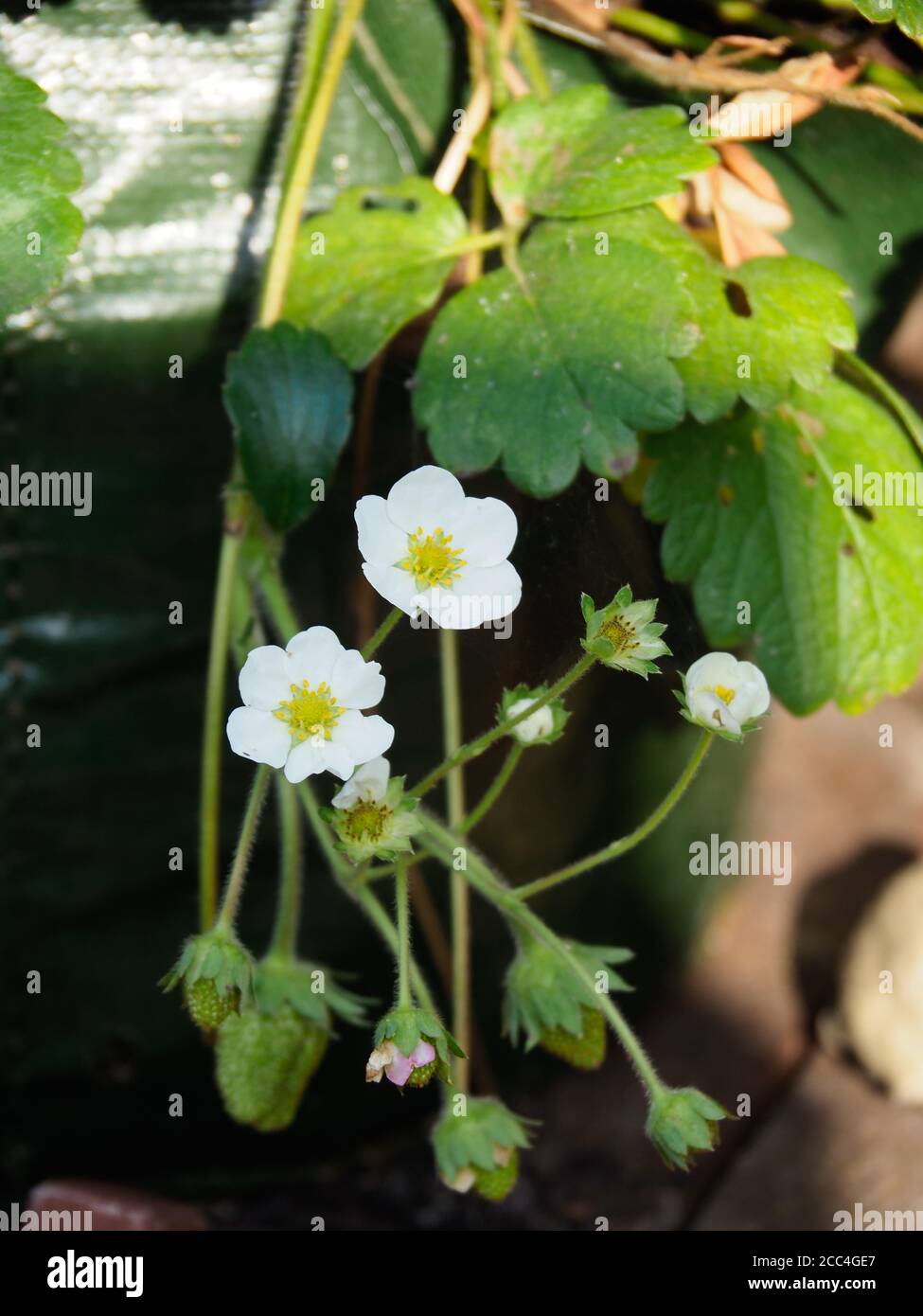 strawberry plant in flower, montana variety, growing in a green plastic growing bag Stock Photo