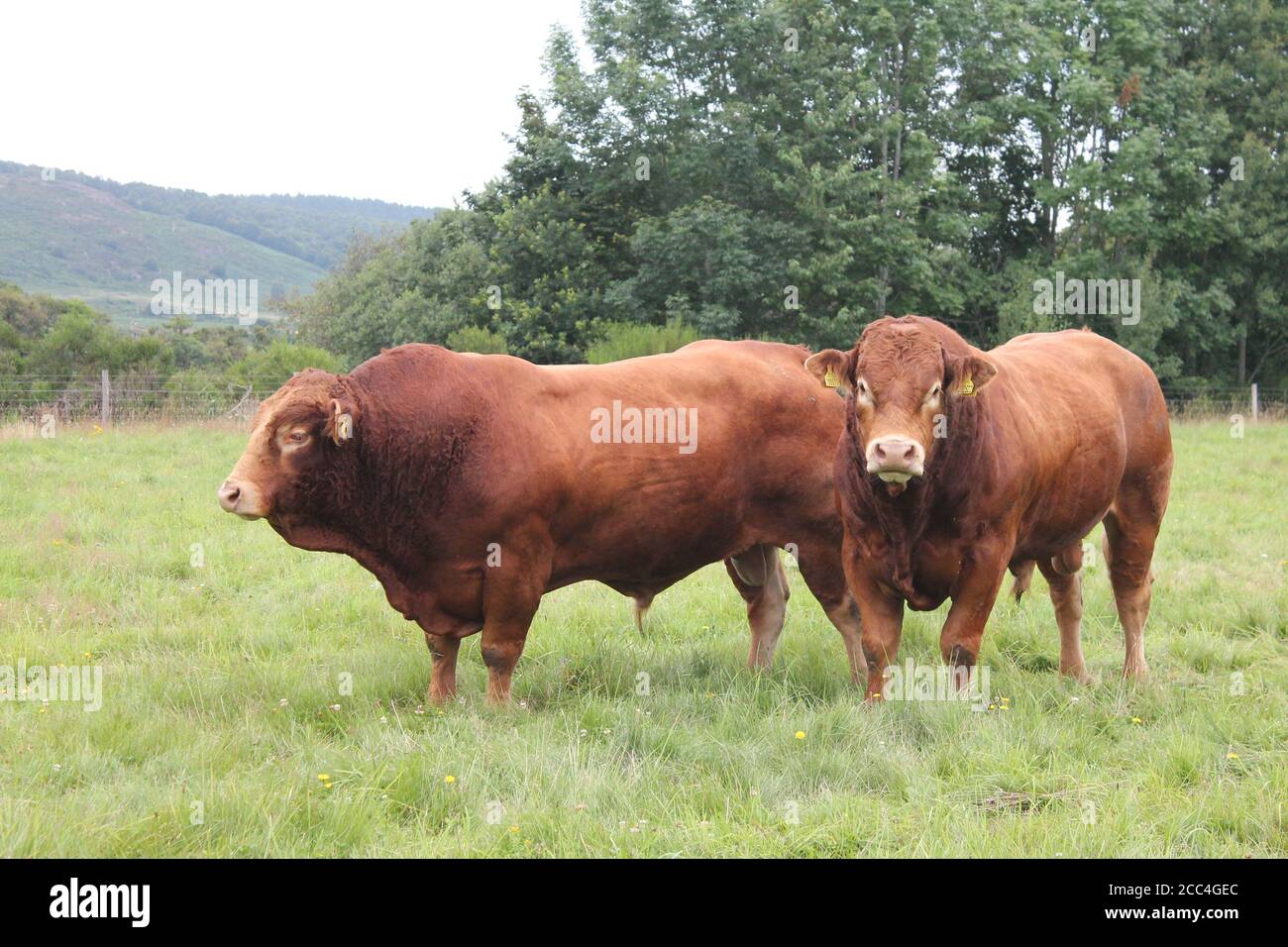 Red Poll bulls in a field with copy space. Very big muscular bulls in a farmers field Stock Photo