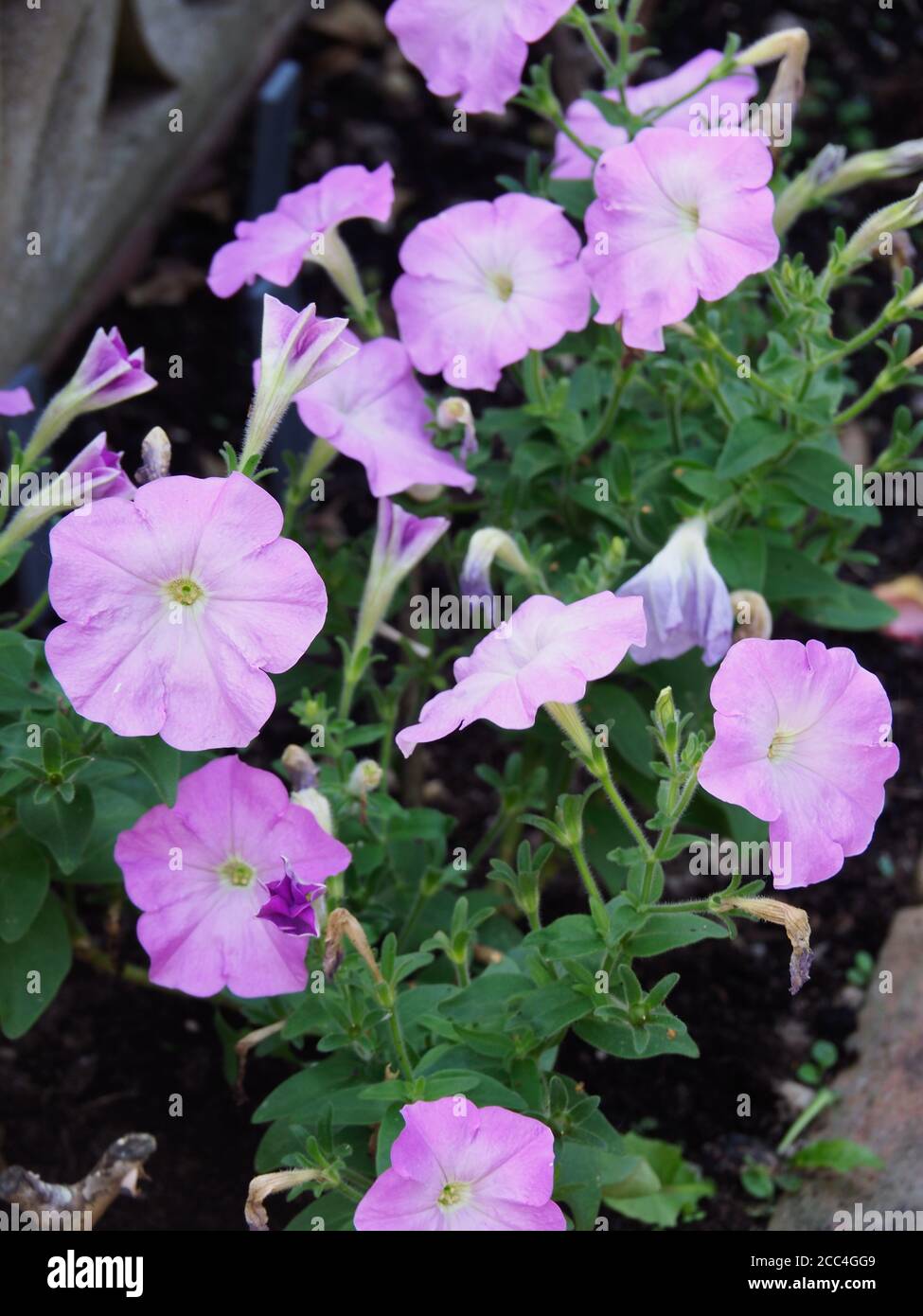 mauve petunia flowers growing in a garden flowerbed Stock Photo