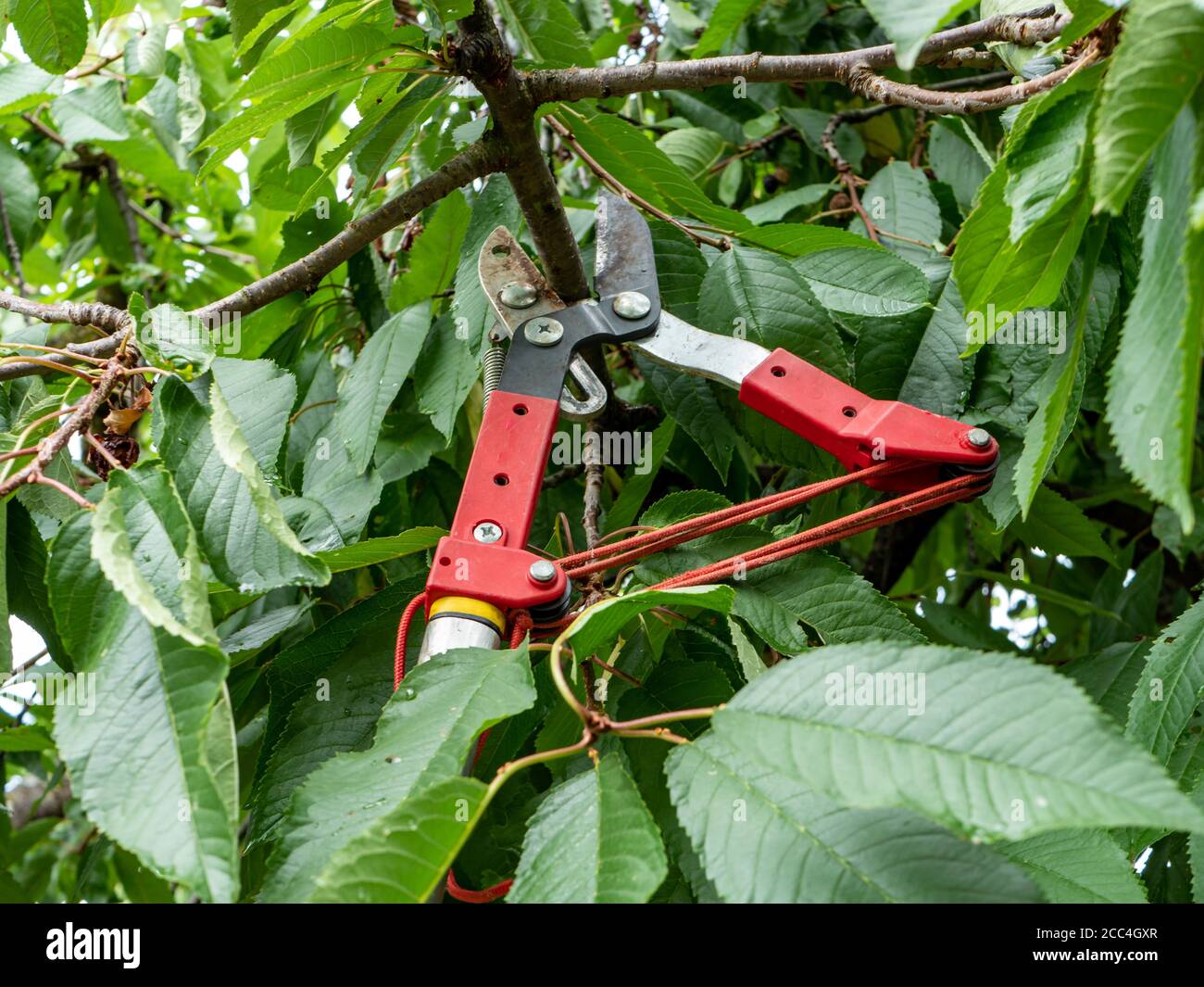 Loppers for pruning trees in the garden Stock Photo Alamy