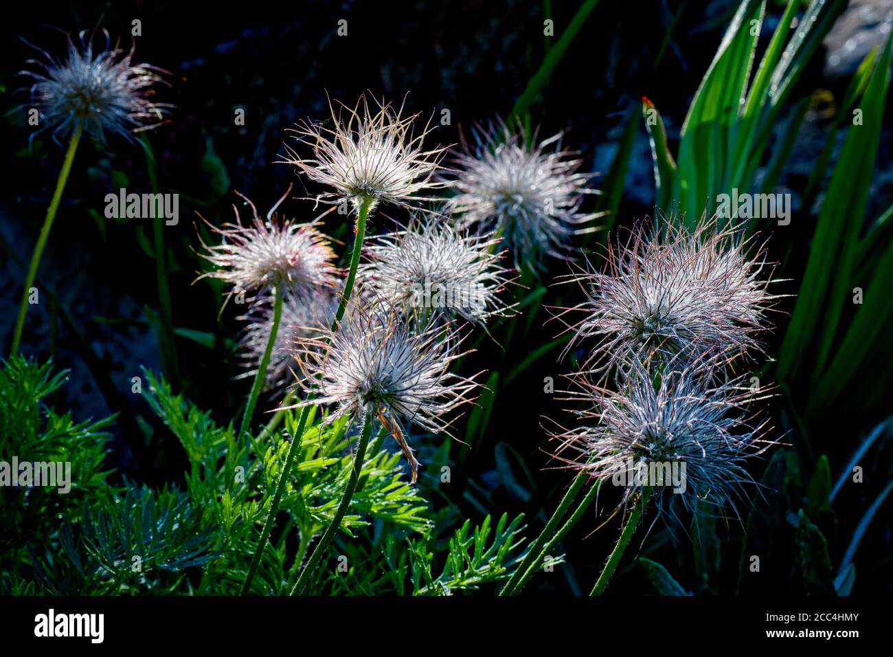 Pom Pom Heads High Resolution Stock Photography and Images - Alamy