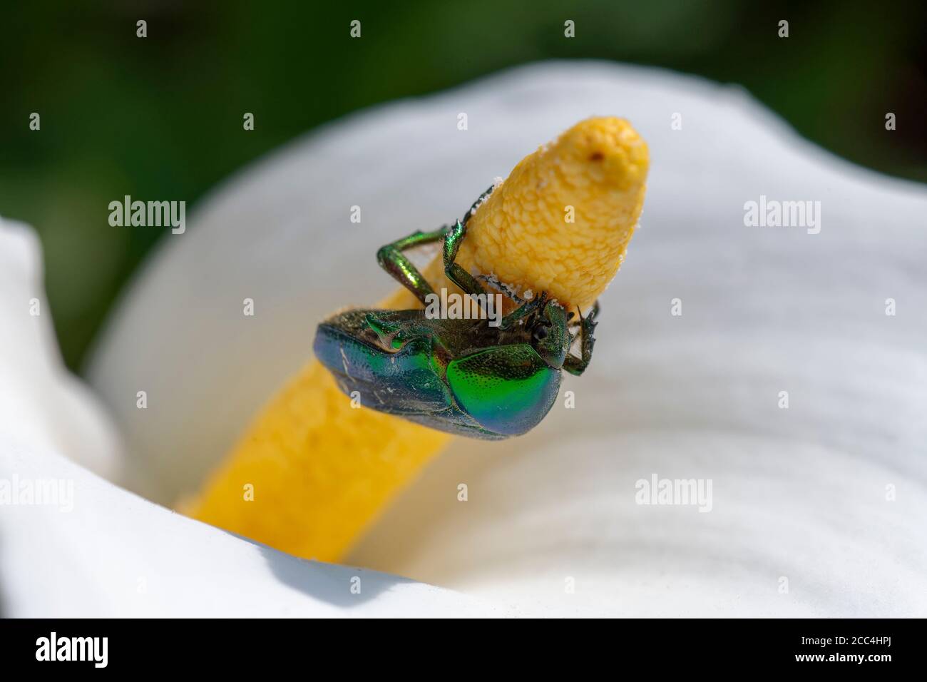 Rose chafer a British metallic green beetle feeding on necter of arum lily Stock Photo