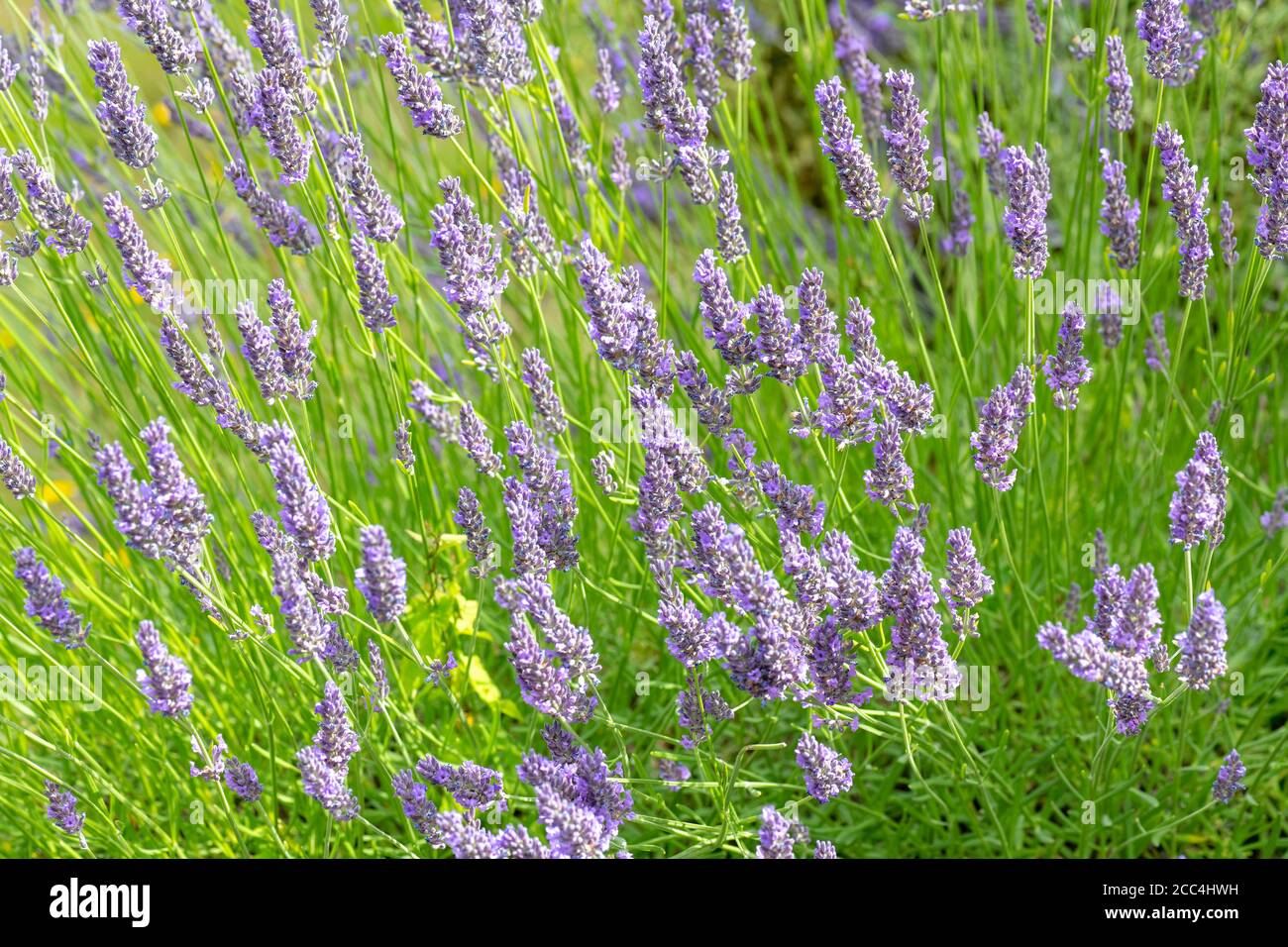 British lavender Stock Photo
