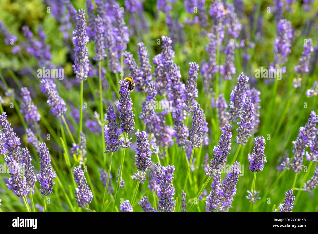 Bumble bee feeding on British lavender Stock Photo