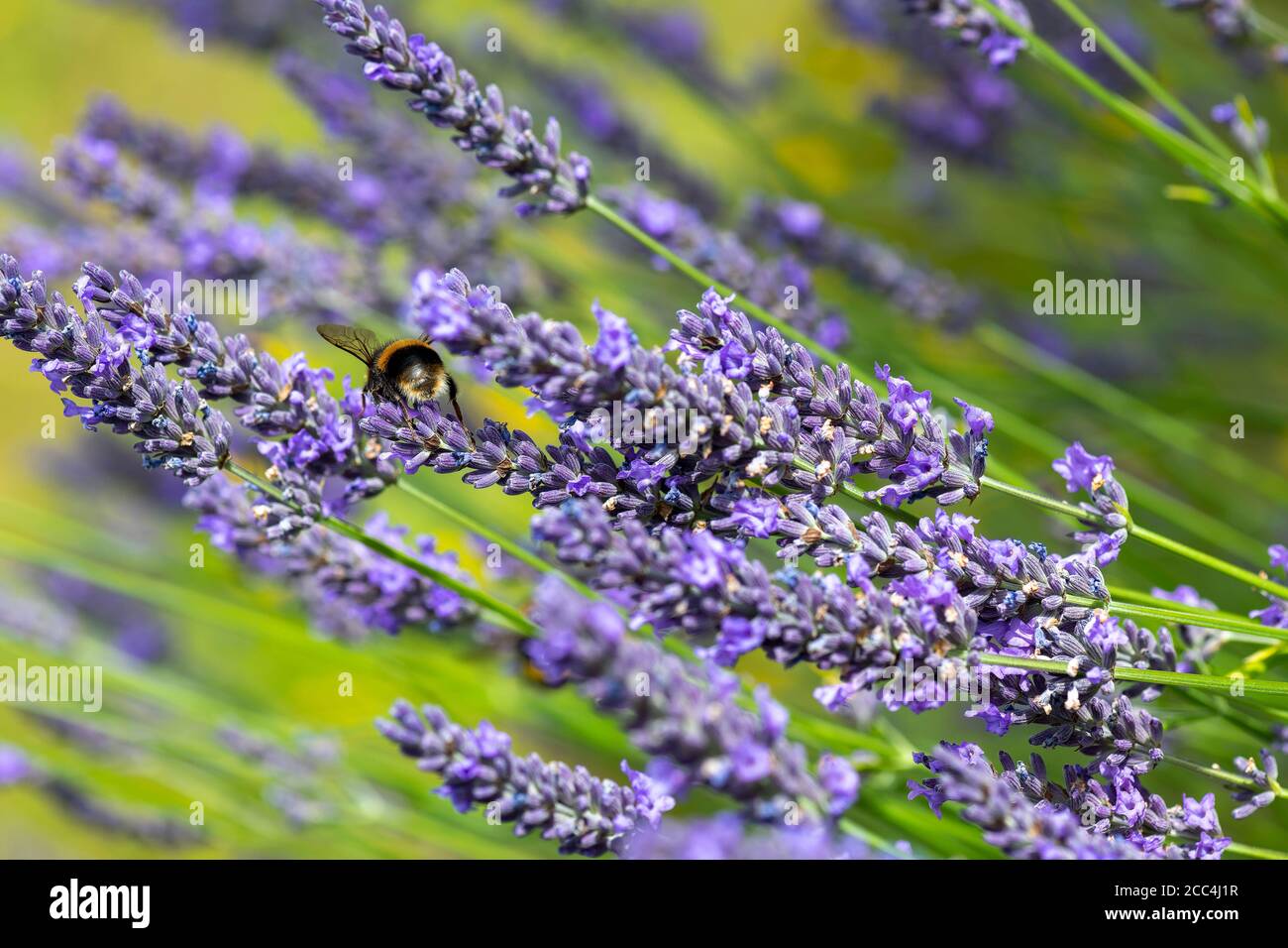 Bumble bee feeding on British lavender Stock Photo