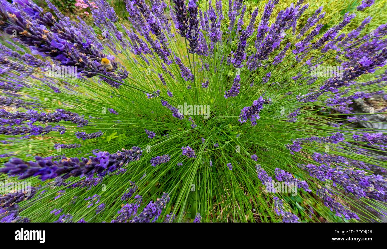 Dynamic image of British lavender Stock Photo