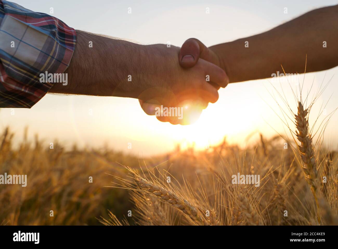 Two farmers shake hands against the background of a wheat field. Conclusion of a contract. Stock Photo