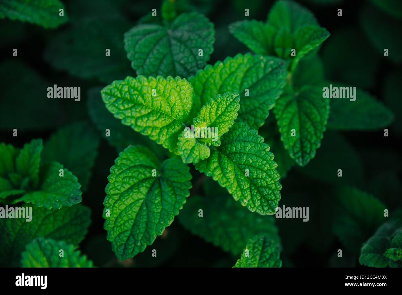 Fresh green mint leaves. Background with mint leaves. Ecology natural concept. Close up Stock Photo