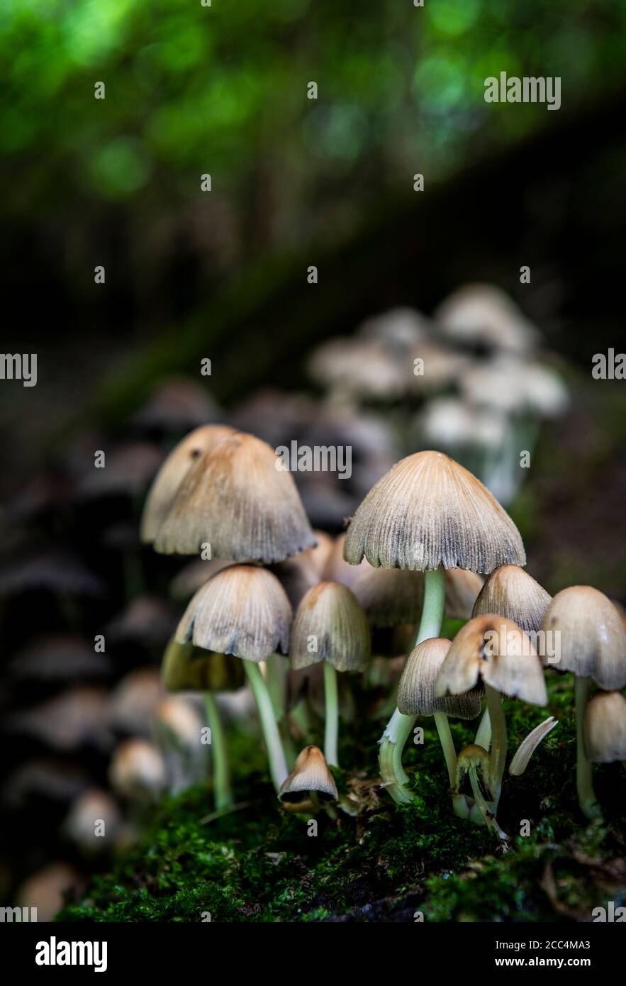 Tree Toad Stools Toadstools or fungi growing on an old moss covered tree (dead) in a ...