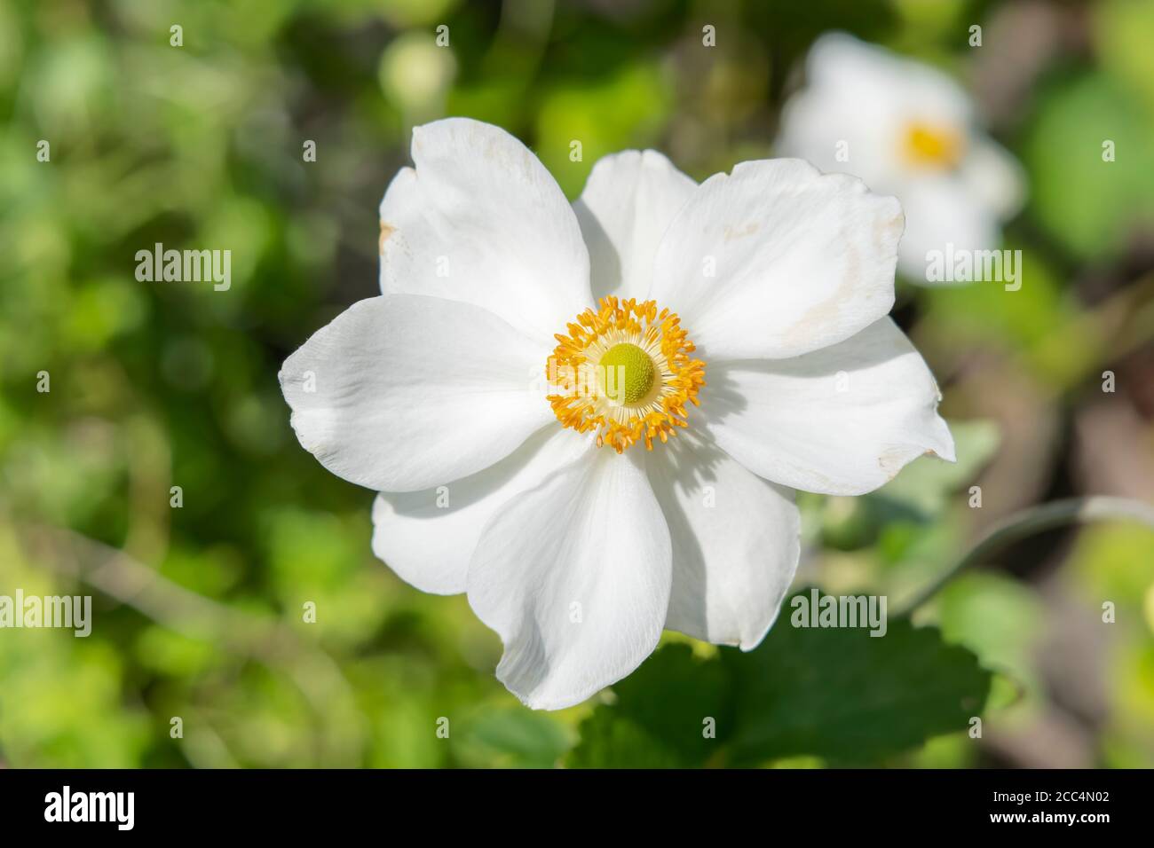 White flower with yellow centre Stock Photo Alamy