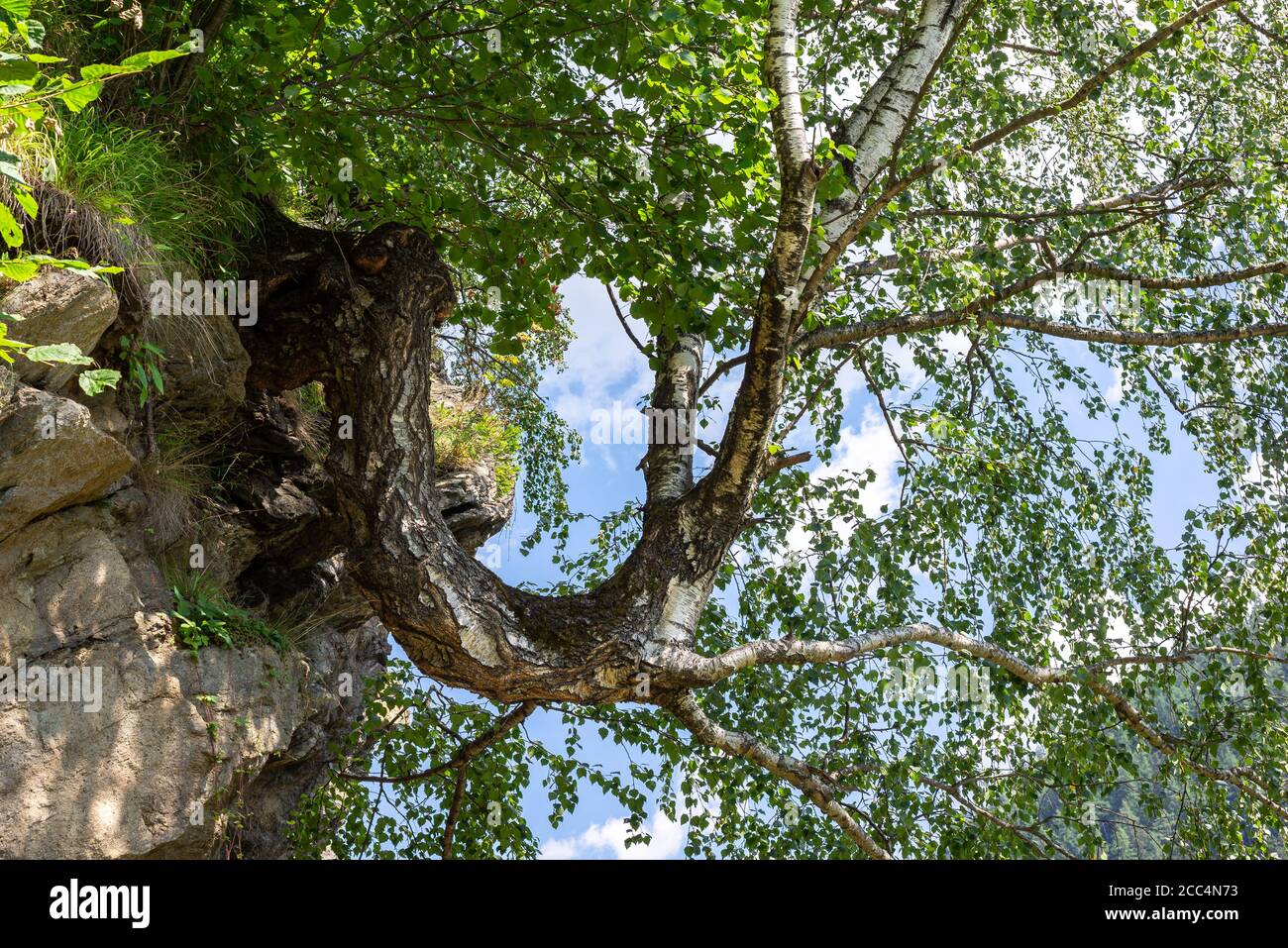 Strange growth of a birch tree on a rock Stock Photo