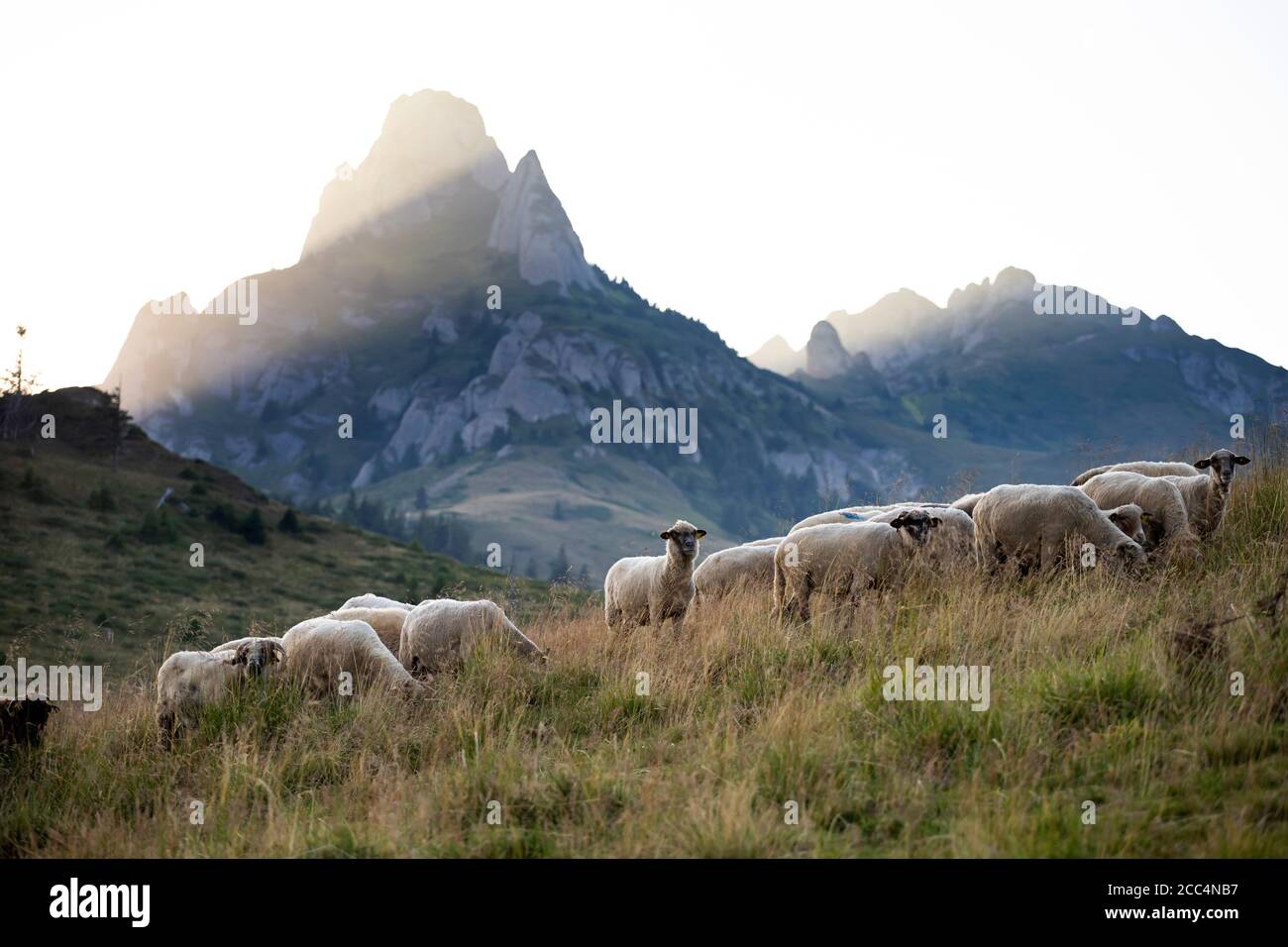 Sheep herd grazing on mountain pasture in the sunset, high mountains in ...