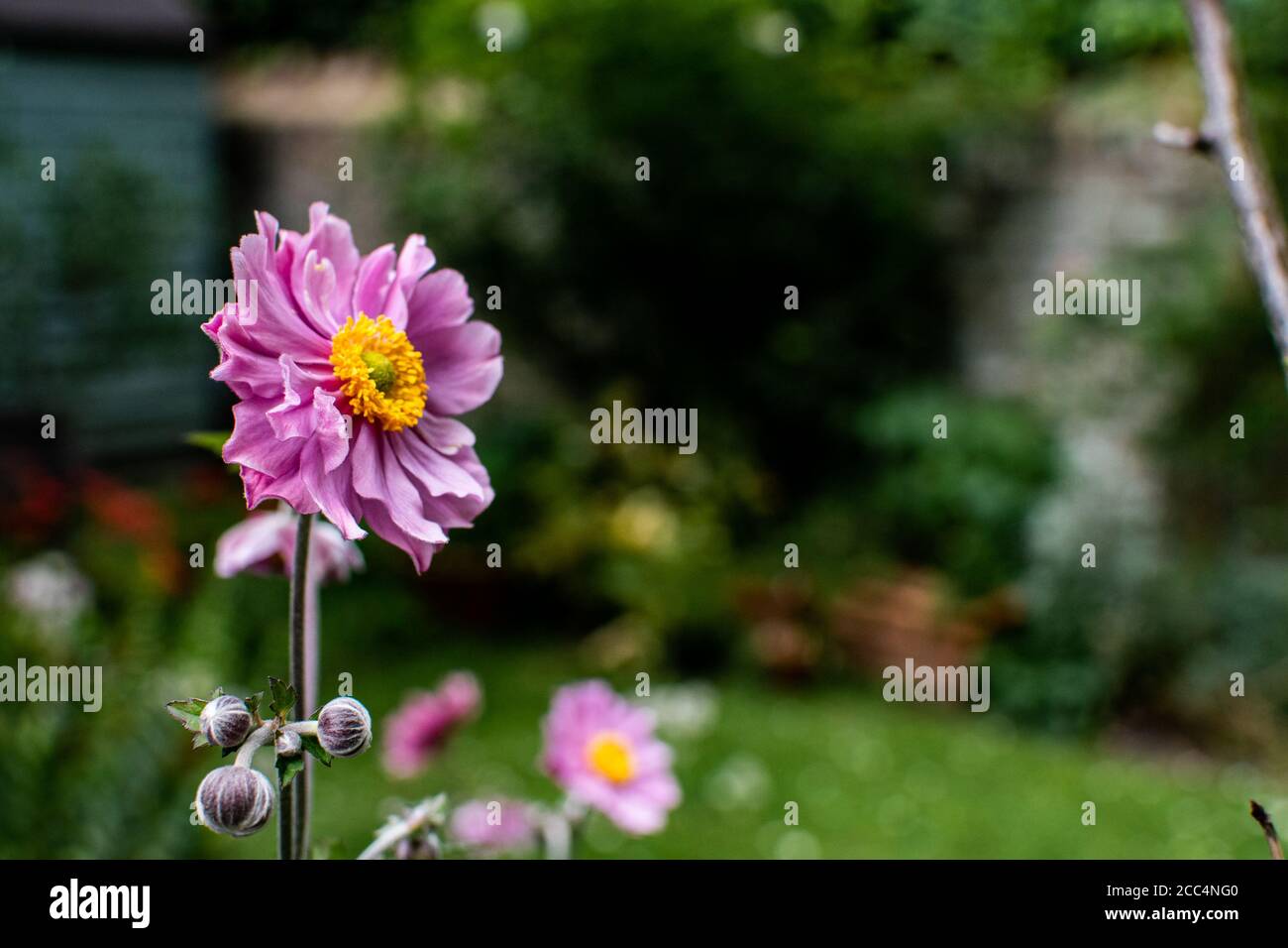 British Garden during the summer in London. Stock Photo