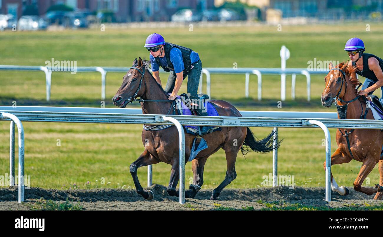 Newmarket exercise gallops gallop hi-res stock photography and images -  Alamy, image size:1300x805