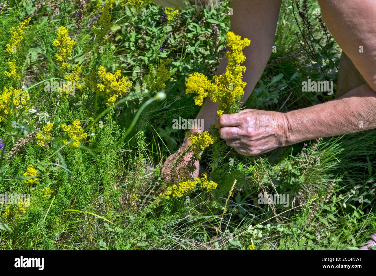 A woman in nature collects twigs of Galium verum flowers. This plant is harvested for the purpose of making medicinal tinctures as well as decorative Stock Photo