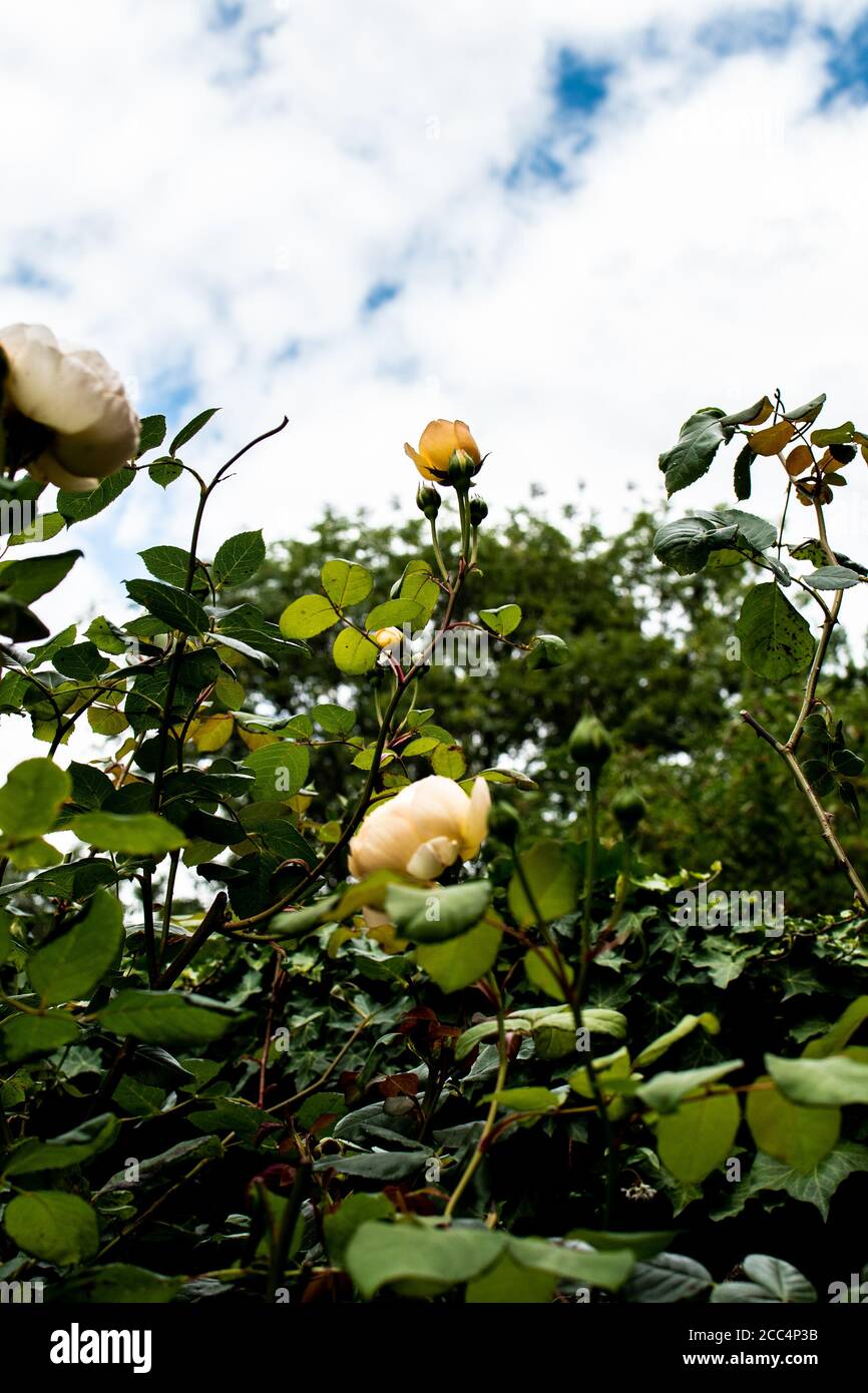 British Garden during the summer in London. Stock Photo