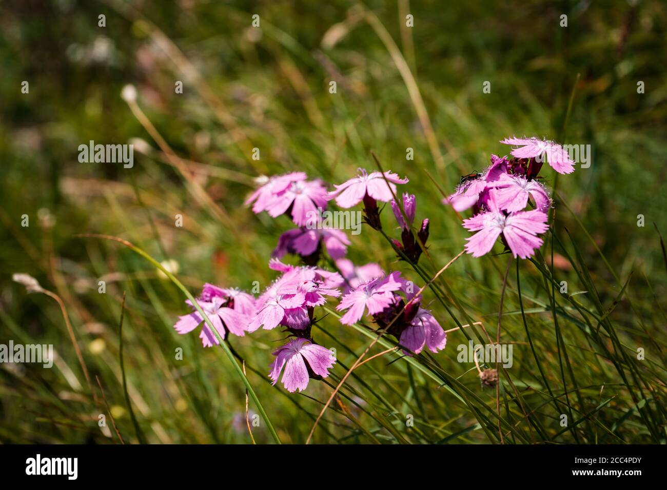 Closeup shot of wild carnations in a forest Stock Photo