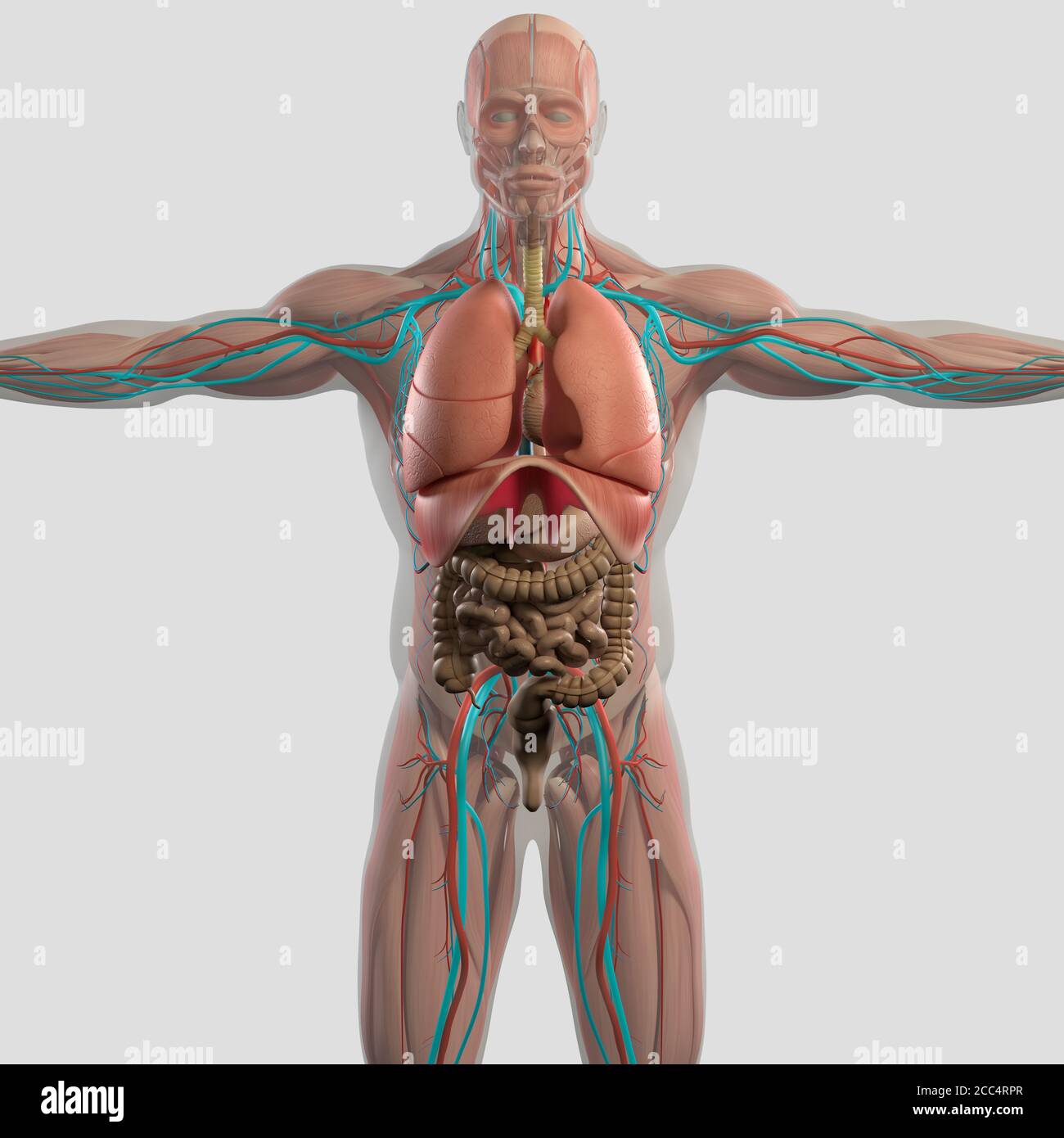 Human anatomy illustration of lungs inside body Stock Photo - Alamy