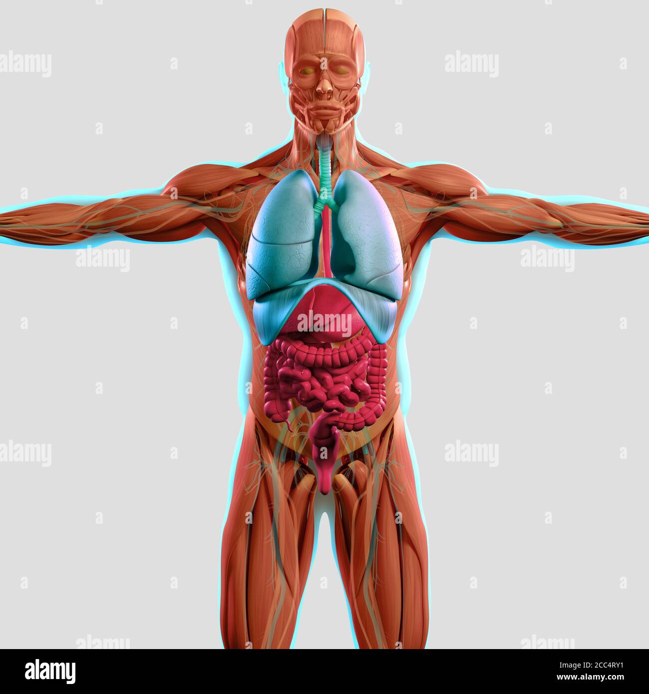Inside body hi-res stock photography and images - Alamy
