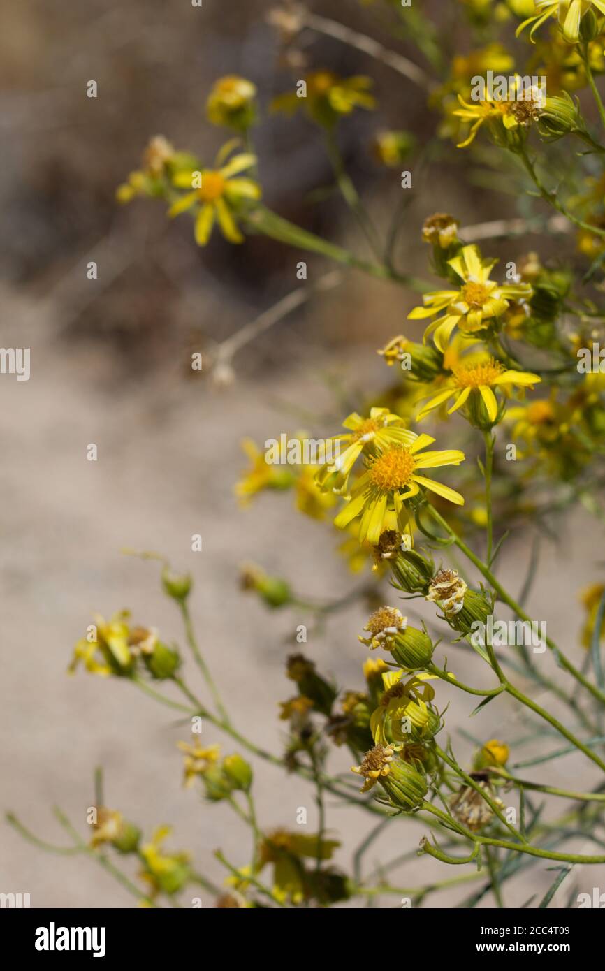 Yellow flowers, Threadleaf Ragwort, Senecio Flaccidus, Asteraceae, native perennial, Pioneertown Mountains Preserve, Southern Mojave Desert. Stock Photo